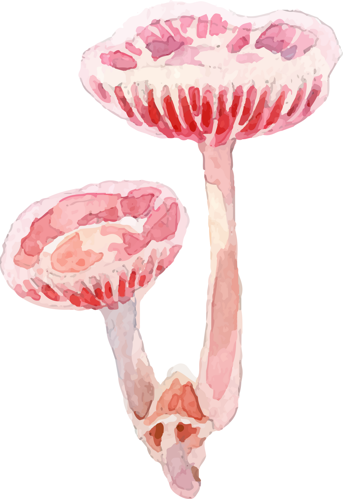 Watercolor Mushroom